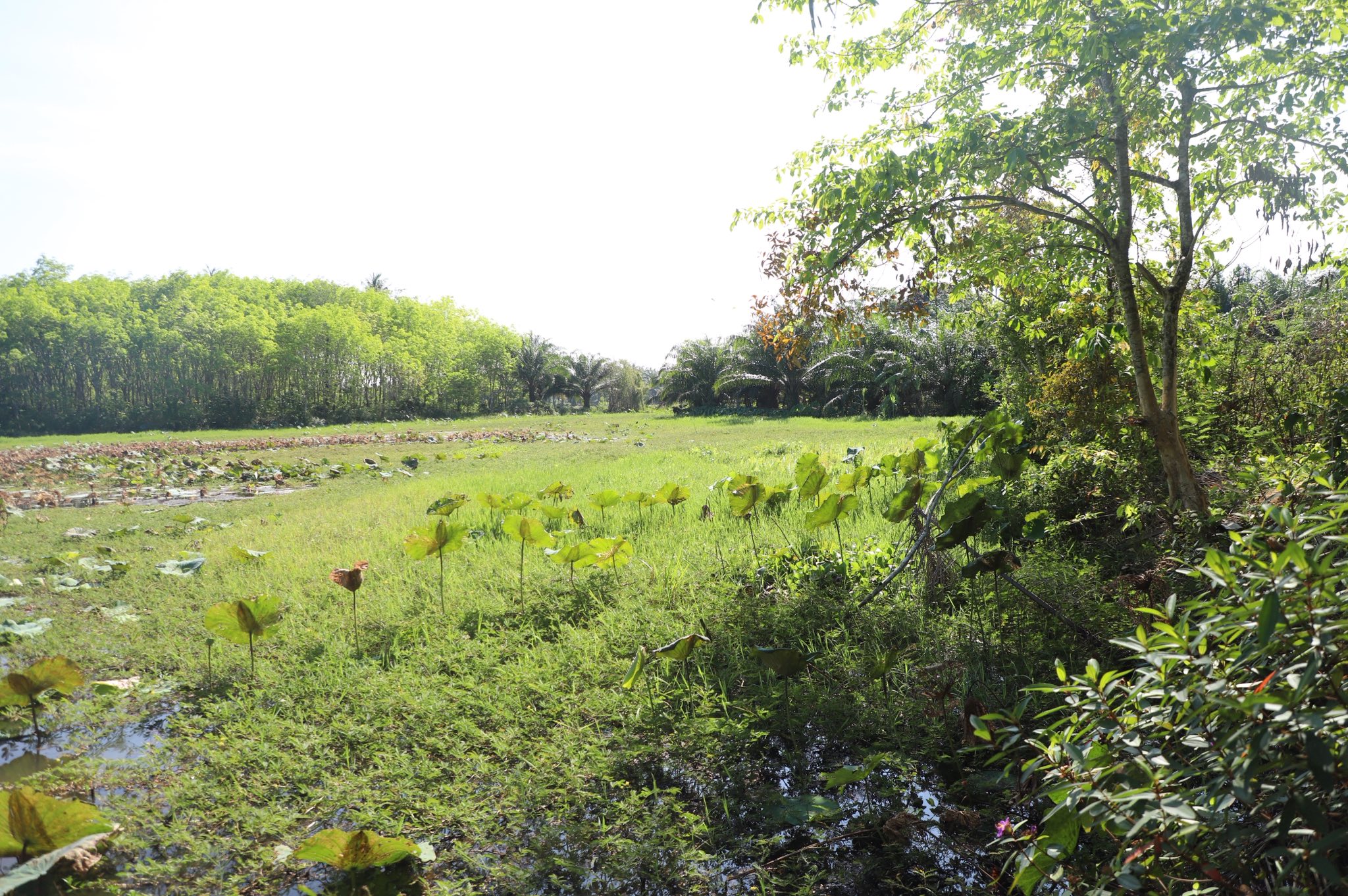 title - ข่าวดีชาวกระบี่ รมช.เกษตรฯ ลงพื้นที่ติดตามโปรเจกต์ยักษ์ ส.ป.ก. เร่งพัฒนาโครงสร้างพื้นฐานแปลงพื้นที่เป้าหมาย คทช. ในเขตปฏิรูปที่ดิน กว่า 4,300 ไร่ มุ่งสร้างอาชีพอย่างยั่งยืน